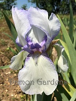 Iris Theodolinda